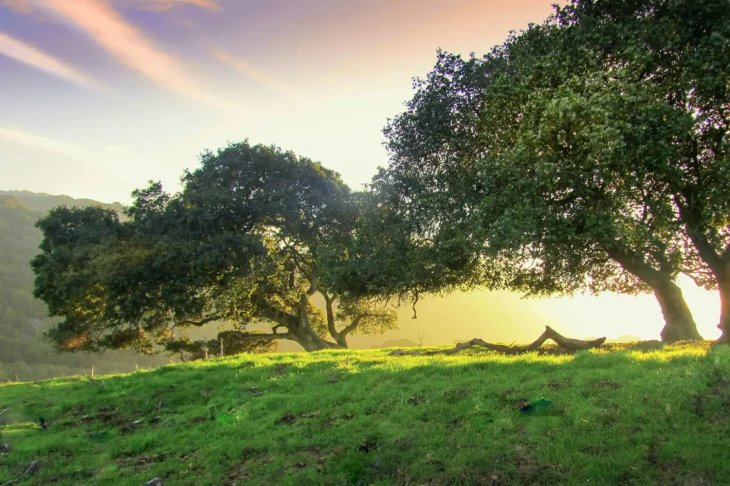 Two mature oak trees on a grassy hill, backlit by low golden sunlight through morning haze.