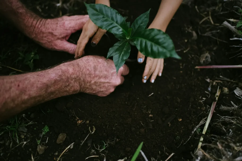An older hand and a younger hand working together to settle a small green plant into dark garden soil.